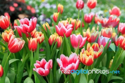 Colorful Tulips In A Field Stock Photo