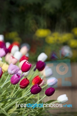 Colorful Tulips In Garden Stock Photo