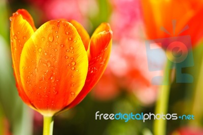 Colorful Tulips In Open Garden Stock Photo
