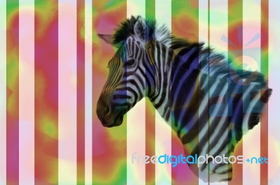 Colorful Zebra Stock Image