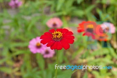 Colorful Zinnia Flower Stock Photo