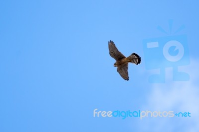 Common Kestrel (falco Tinnunculus) In Tenerife Stock Photo