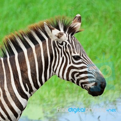 Common Zebra Stock Photo
