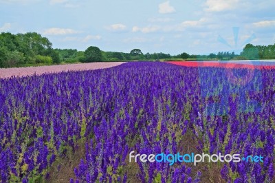 Confetti Fields Stock Photo