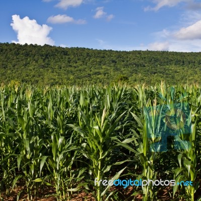 Corn Farm Stock Photo
