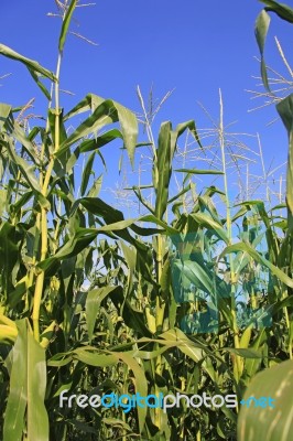 Corn Field Stock Photo