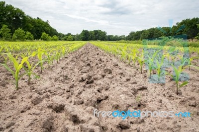 Corn Field With Rows Of Maize Plants Stock Photo