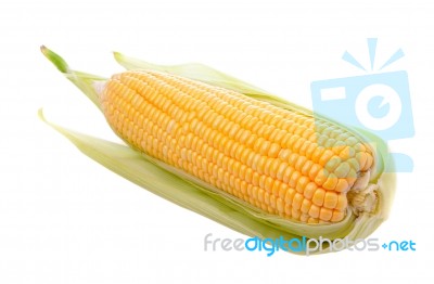 Corn Isolated On White Background Stock Photo
