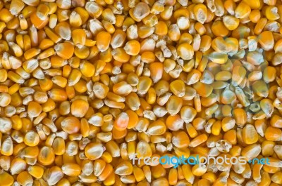Corn Seed Stock Photo