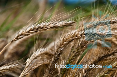 Cornfield Stock Photo Cornfield Stock Photo