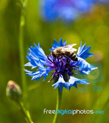 Cornflower With Bee Stock Photo