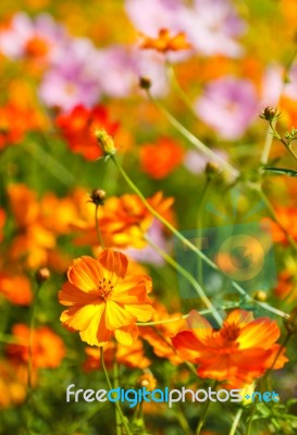 Cosmos Flower Stock Photo