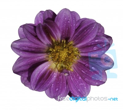 Cosmos Flower Blooming Stock Photo