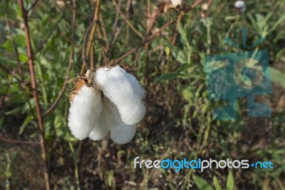 Cotton Plants Stock Photo