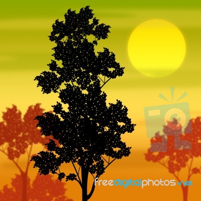 Countryside Sunset Shows Tree Trunk And Branch Stock Image