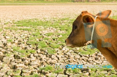 Cow And Cracked Earth Stock Photo Cow And Cracked Earth Stock Photo