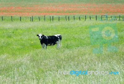 Cow In A Green Meadow Stock Photo