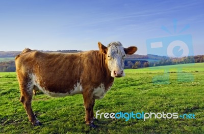 Cow Standing In Pasture Stock Photo