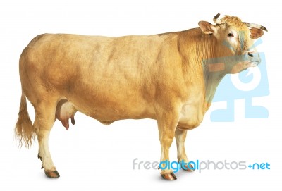 Cow Standing On White Background Stock Photo