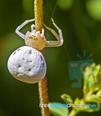 Crab Spider Stock Photo