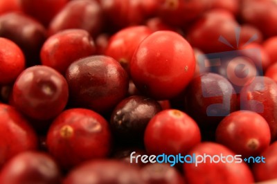 Cranberries Stock Photo Cranberries Stock Photo