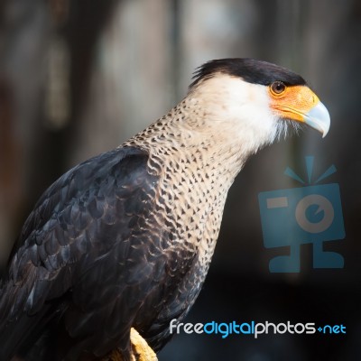 Crested Caracara Stock Photo