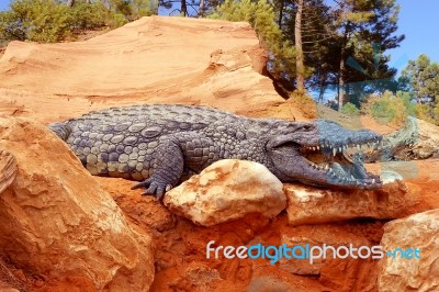 Crocodile Stock Photo