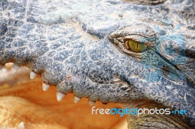Crocodile Gape Stock Photo