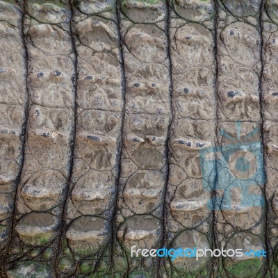 Crocodile Skin Texture Stock Photo