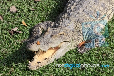 Crocodile With Butterfly On Its Snout Stock Photo