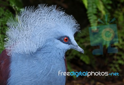 Crowned Pigeon Stock Photo