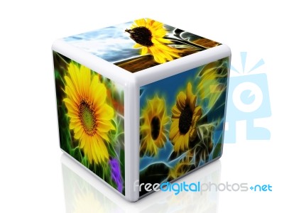 Cube And Flowers Pictures Stock Photo