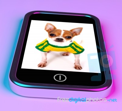 Cute Chihuahua Dog On Mobile Screen Stock Image
