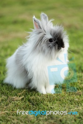 Cute Rabbit Stock Photo