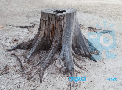 Cutting D Of Pine Tree Stump On Sand Beach Stock Photo Royalty Cutting D Of Pine Tree Stump On Sand Beach Stock Photo
