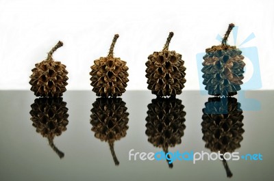 Cypress Seed Pods Stock Photo