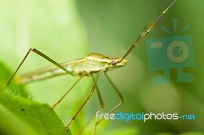 Daddy-long-legs On Green Leaf Stock Photo