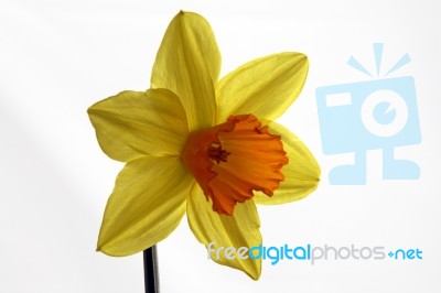 Daffodil Stock Photo