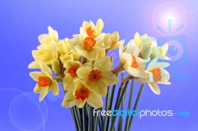 Daffodils Stock Photo