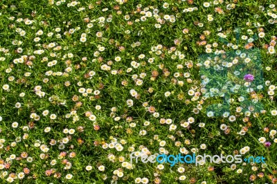 Daisies On A Green Grass Stock Photo