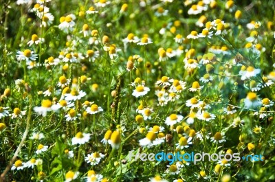 Daisy Flowers Stock Photo