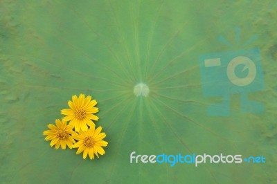 Daisy Flowers On Lotus Leaf Stock Photo