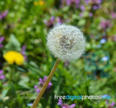 Dandelion Stock Photo