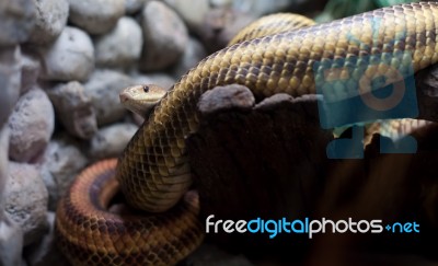 Dangerous Snake In City Zoo Stock Photo