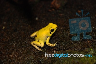 Dart Frog Stock Photo