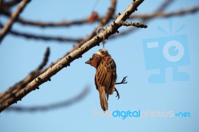 Dead Bird Hanging On Dry Tree Stock Photo