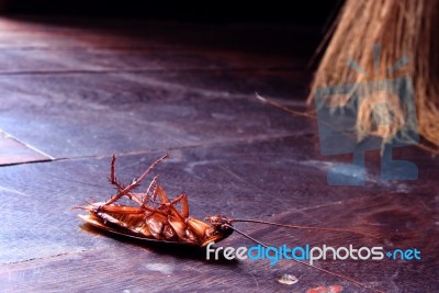 Dead Cockroach Stock Photo