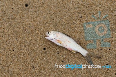 Dead Fish Stock Photo