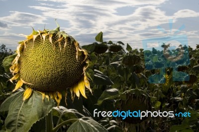 Dead Sunflowers Stock Photo