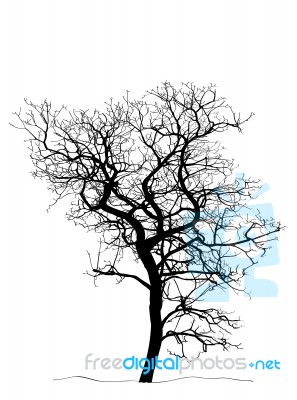 Dead Tree Without Leaves Isolated Stock Image